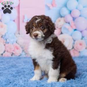 Casper, Mini Aussiedoodle Puppy